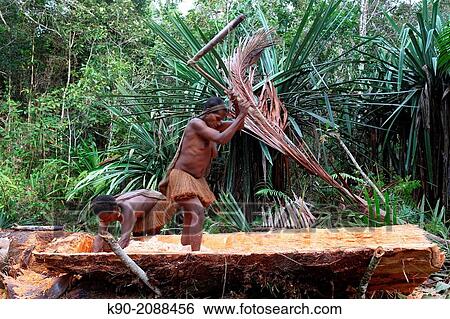 Kombai women hacking the inner part from the tree trunk of a Sago palm tree into small chips, Papua, Indonesia, Southeast Asia. View Large Photo Image Stock Photograph - Kombai women hacking the inner part from the tree trunk of a Sago palm tree into small chips, Papua, Indonesia, Southeast Asia.. Fotosearch