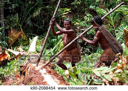 Kombai women opening the bark of a Sago palm tree, Papua, Indonesia, Southeast Asia. View Large Photo Image Picture - Kombai women opening the bark of a Sago palm tree, Papua, Indonesia, Southeast Asia.. Fotosearch