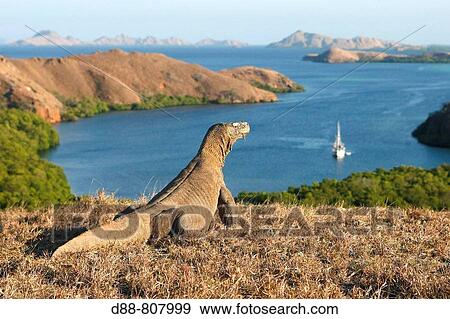 Komodo dragon (Varanus komodoensis) looking at Rinca and other islands of the Lesser Sunda group. Komodo island, Indonesia View Large Photo Image Stock Photo - Komodo dragon (Varanus komodoensis) looking at Rinca and other islands of the Lesser Sunda group. Komodo island, Indonesia. Fotosearch