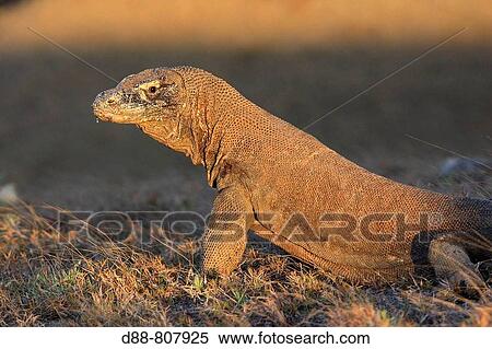 Komodo dragon (Varanus komodoensis). Rinca, Indonesia View Large Photo Image Stock Photography - Komodo dragon (Varanus komodoensis). Rinca, Indonesia. Fotosearch