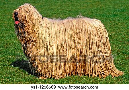 Stock Photo - KOMONDOR DOG, ADULT ON GRASS. Fotosearch