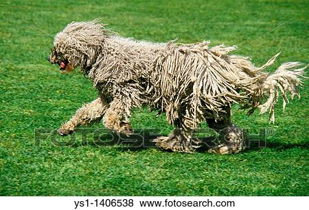 KOMONDOR DOG, ADULT RUNNING ON GRASS View Large Photo Image Stock Photo - KOMONDOR DOG, ADULT RUNNING ON GRASS. Fotosearch