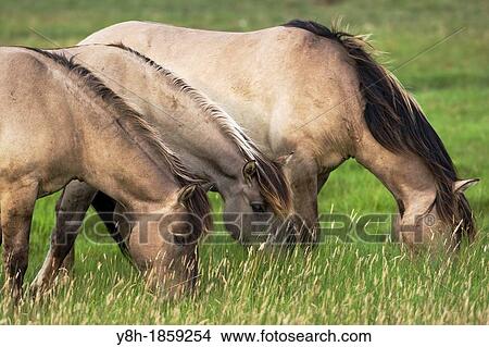 Konik Grazing, Heck Horse, Epuus ferus caballus, Schleswig-Holstein, Germany View Large Photo Image Picture - Konik Grazing, Heck Horse, Epuus ferus caballus, Schleswig-Holstein, Germany. Fotosearch