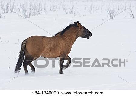 Konik Horse View Large Photo Image Stock Image - Konik Horse. Fotosearch