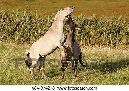 Konik Horses / Konik-Pferde View Large Photo Image Stock Photo - Konik Horses / Konik-Pferde. Fotosearch