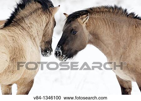 Konik Horses View Large Photo Image Stock Image - Konik Horses. Fotosearch