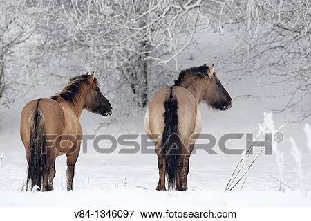 Konik Horses View Large Photo Image Stock Photo - Konik Horses. Fotosearch