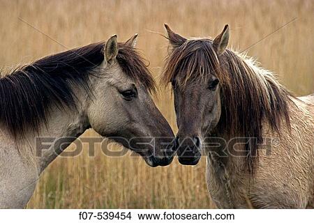 Konik Ponies-Norfolk Broads National Park-Norfolk-England View Large Photo Image Picture - Konik Ponies-Norfolk Broads National Park-Norfolk-England. Fotosearch