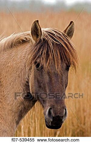 Konik Pony-Norfolk Broads National Park-Norfolk-England- Breed originated in ancient lowland farm areas in Poland View Large Photo Image Stock Photography - Konik Pony-Norfolk Broads National Park-Norfolk-England- Breed originated in ancient lowland farm areas in Poland. Fotosearch