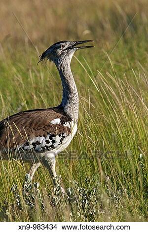 Kori bustard Ardeotis kori, Etosha National Park, Namibia View Large Photo Image Picture - Kori bustard Ardeotis kori, Etosha National Park, Namibia. Fotosearch