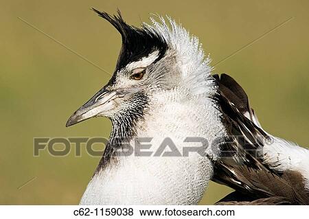 Stock Photo - Kori Bustard (Ardeotis kori) male displaying -head portrait-, Maasai Mara National Reserve, Kenya. Fotosearch