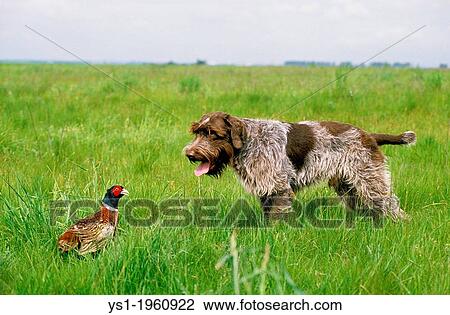 Korthal Dog or Wire-Haired Griffon Dog hunting Common Pheasant, France View Large Photo Image Stock Image - Korthal Dog or Wire-Haired Griffon Dog hunting Common Pheasant, France. Fotosearch