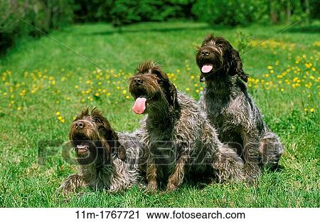 Korthal Dog or Wire-Haired Griffon, Group standing on Grass View Large Photo Image Stock Image - Korthal Dog or Wire-Haired Griffon, Group standing on Grass. Fotosearch