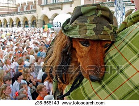 Stock Image - Krakow Poland Dachshunds Parade. Fotosearch