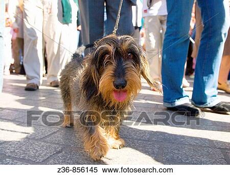 Krakow Poland Dachshunds Parade View Large Photo Image Stock Photography - Krakow Poland Dachshunds Parade. Fotosearch