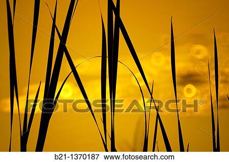 Kruger National Park, South Africa View Large Photo Image Stock Photo - Kruger National Park, South Africa. Fotosearch