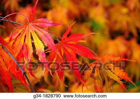 Stock Image - Kubota Fall 1. Fotosearch