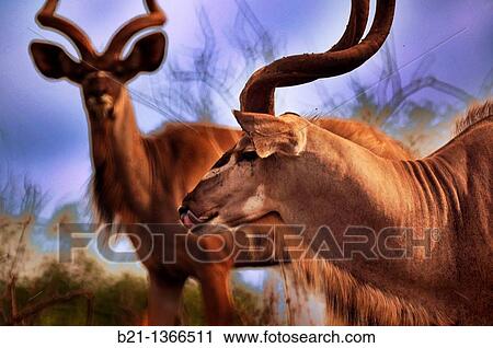 Kudu (Tragelaphus strepsiceros), Chobe National Park, Botswana View Large Photo Image Stock Image - Kudu (Tragelaphus strepsiceros), Chobe National Park, Botswana. Fotosearch