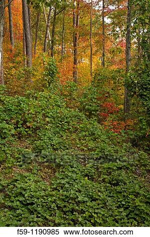 Kudzu, Autumn, Cherokee National Forest, TN View Large Photo Image Stock Photography - Kudzu, Autumn, Cherokee National Forest, TN. Fotosearch