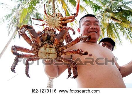 Stock Photograph - Kuna indian showing majid crab, Kuna Yala, San Blas Islands, Panama. Fotosearch