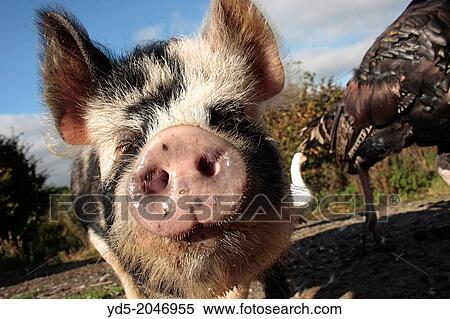Kune Kune domestic pig. View Large Photo Image Stock Photography - Kune Kune domestic pig.. Fotosearch