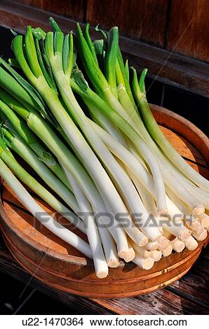 Picture - Kyoto (Japan): fresh leek at the entrance of a restaurant in Pontocho. Fotosearch