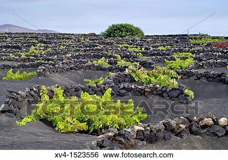 La Geria landscape Lanzarote, Canary Islands, Spain View Large Photo Image Stock Photograph - La Geria landscape Lanzarote, Canary Islands, Spain. Fotosearch