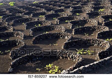 La Geria, Lanzarote, Canary Islands, Spain View Large Photo Image Stock Photo - La Geria, Lanzarote, Canary Islands, Spain. Fotosearch
