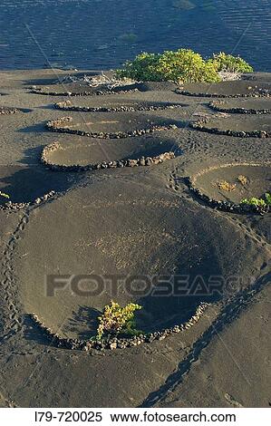 La Geria. Lanzarote, Canary Islands. Spain View Large Photo Image Stock Photography - La Geria. Lanzarote, Canary Islands. Spain. Fotosearch