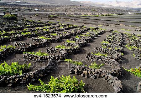La Geria, wiwing area Lanzarote Canary Islands, Spain View Large Photo Image Picture - La Geria, wiwing area Lanzarote Canary Islands, Spain. Fotosearch