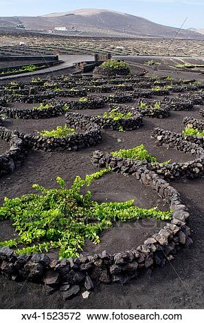 La Geria, wiwing area Lanzarote Canary Islands, Spain View Large Photo Image Stock Image - La Geria, wiwing area Lanzarote Canary Islands, Spain. Fotosearch
