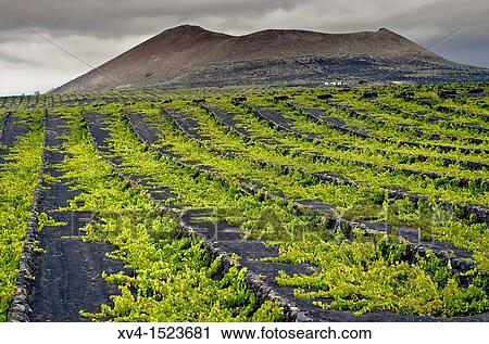 La Geria, wiwing area Lanzarote Canary Islands, Spain View Large Photo Image Stock Image - La Geria, wiwing area Lanzarote Canary Islands, Spain. Fotosearch
