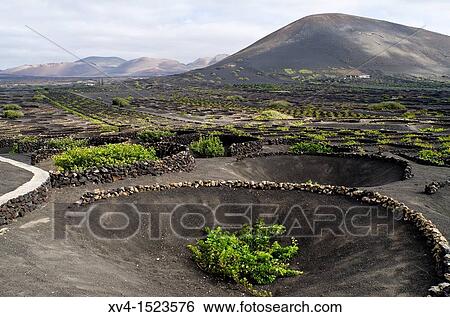 La Geria, wiwing area Lanzarote Canary Islands, Spain View Large Photo Image Stock Photograph - La Geria, wiwing area Lanzarote Canary Islands, Spain. Fotosearch