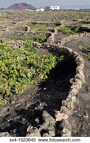 La Geria, wiwing area Lanzarote Canary Islands, Spain View Large Photo Image Stock Photography - La Geria, wiwing area Lanzarote Canary Islands, Spain. Fotosearch