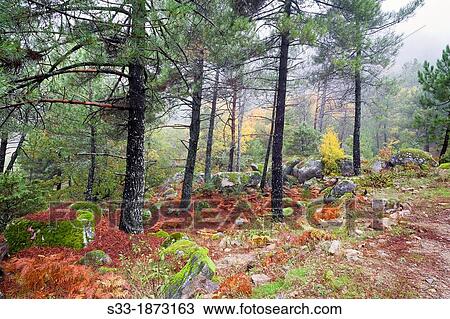 Stock Image - La Graja gorge Sierra de Gredos Piedralaves? vila Castilla Le? n Spain. Fotosearch
