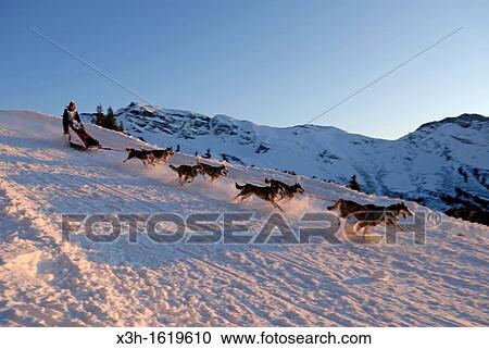 La Grande Odyssee, international sled dog race Haute-Savoie department, Rhone-Alpes region, France, Europe View Large Photo Image Stock Image - La Grande Odyssee, international sled dog race Haute-Savoie department, Rhone-Alpes region, France, Europe. Fotosearch