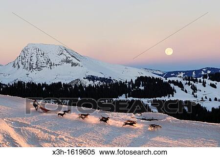 La Grande Odyssee, international sled dog race Haute-Savoie department, Rhone-Alpes region, France, Europe View Large Photo Image Stock Photography - La Grande Odyssee, international sled dog race Haute-Savoie department, Rhone-Alpes region, France, Europe. Fotosearch