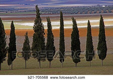 Stock Photo - La Mancha landscape near Santa Cruz de Mudela. Ciudad Real. Spain.. Fotosearch