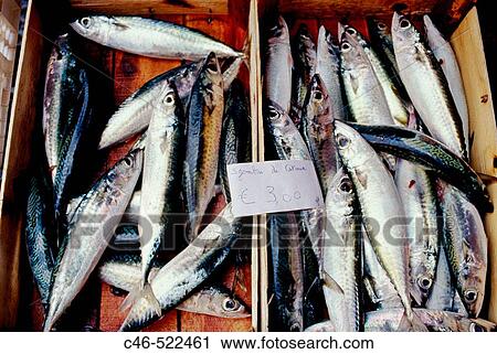 La Pescheria (fish market). Catania. Sicily. Italy View Large Photo Image Stock Image - La Pescheria (fish market). Catania. Sicily. Italy. Fotosearch