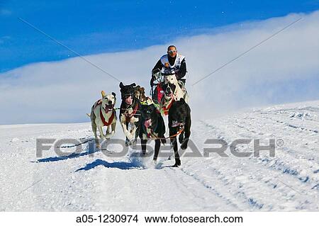 Picture - La Rabassa ski resort Sant Julia de Loira Pyrenees Andorra Pirena Sled dog race in the Pyrenees going through Spain, Andorra and France.. Fotosearch