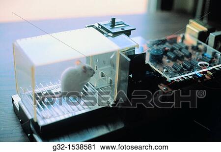 Stock Image - Lab rat in Skinner box. Fotosearch