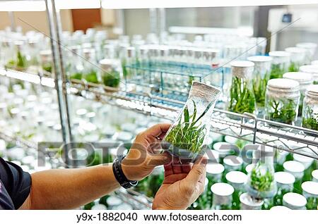 Stock Image - Lab workers culvating orchid species and hybrids in a laboratory. Fotosearch