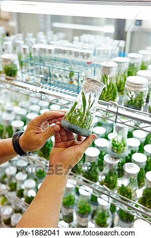 Stock Image - Lab workers culvating orchid species and hybrids in a laboratory. Fotosearch