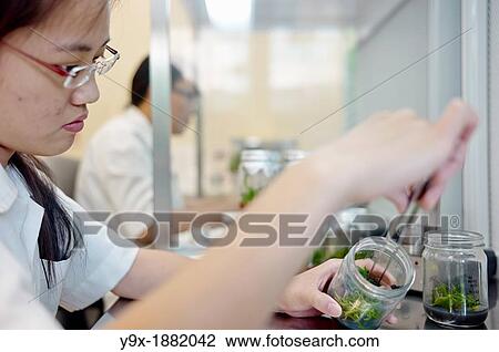 Lab workers culvating orchid species and hybrids in a laboratory View Large Photo Image Stock Image - Lab workers culvating orchid species and hybrids in a laboratory. Fotosearch