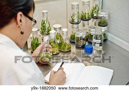 Stock Image - Lab workers culvating orchid species and hybrids in a laboratory. Fotosearch
