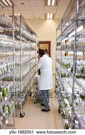 Lab workers culvating orchid species and hybrids in a laboratory View Large Photo Image Stock Image - Lab workers culvating orchid species and hybrids in a laboratory. Fotosearch