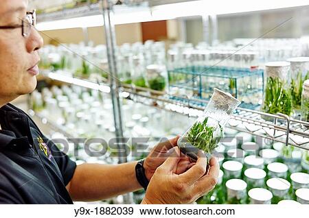Stock Photo - Lab workers culvating orchid species and hybrids in a laboratory. Fotosearch