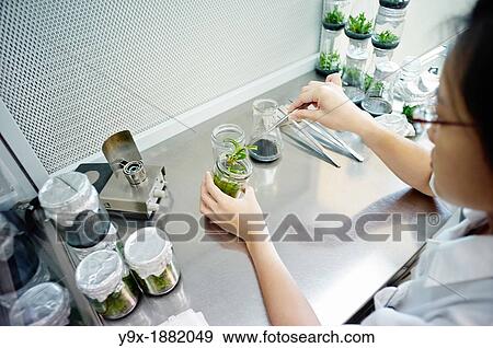 Lab workers culvating orchid species and hybrids in a laboratory View Large Photo Image Stock Photo - Lab workers culvating orchid species and hybrids in a laboratory. Fotosearch