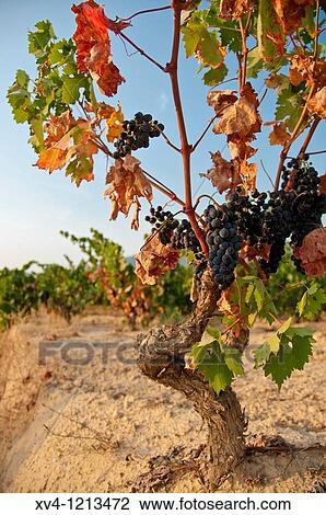 Labastida vineyard La Rioja Rioja Alavesa Araba Basque Country Spain View Large Photo Image Stock Image - Labastida vineyard La Rioja Rioja Alavesa Araba Basque Country Spain. Fotosearch