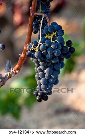 Labastida vineyard La Rioja Rioja Alavesa Araba Basque Country Spain View Large Photo Image Stock Photography - Labastida vineyard La Rioja Rioja Alavesa Araba Basque Country Spain. Fotosearch